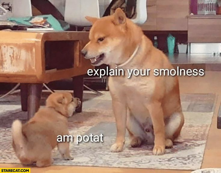 oh my god twitter doesn’t include alt text from images in their API